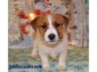Jack Russell Terrier Puppy for sale in Norman, OK, USA