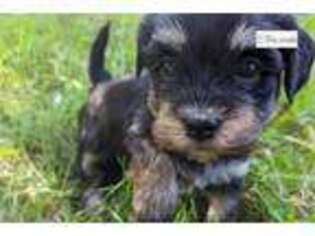 Havanese Puppy for sale in Cambridge, OH, USA