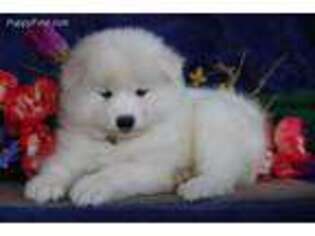 Samoyed Puppy for sale in Gordonville, PA, USA