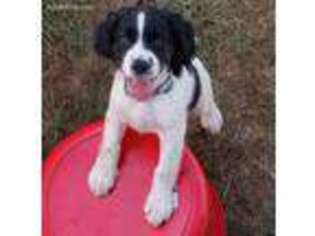 English Springer Spaniel Puppy for sale in Corvallis, OR, USA