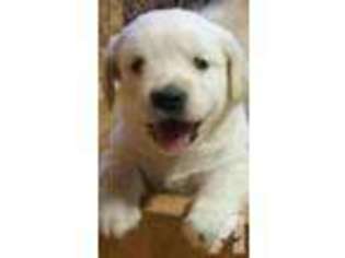 Golden Retriever Puppy for sale in FISHERS, IN, USA
