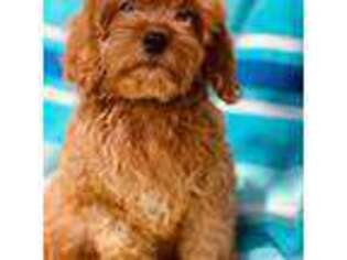 Cavapoo Puppy for sale in Pascagoula, MS, USA