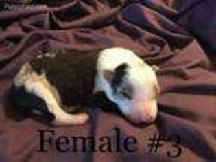 Border Collie Puppy for sale in Martell, NE, USA