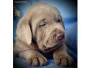 Labrador Retriever Puppy for sale in Arlington, OH, USA