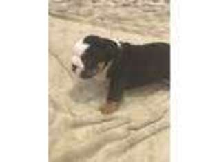 Bulldog Puppy for sale in Greenville, TX, USA