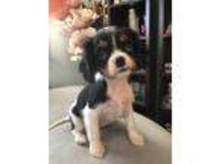 Cavalier King Charles Spaniel Puppy for sale in Attleboro, MA, USA