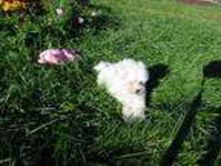 Maltese Puppy for sale in Millerstown, PA, USA