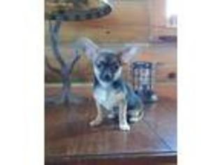 Chihuahua Puppy for sale in Vernal, UT, USA