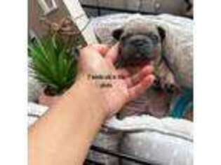 French Bulldog Puppy for sale in Whitesburg, TN, USA