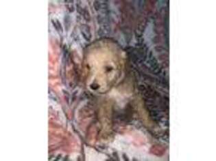 Goldendoodle Puppy for sale in Glenwood, AR, USA