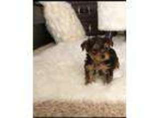Yorkshire Terrier Puppy for sale in Cypress, CA, USA