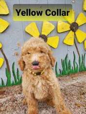 Goldendoodle Puppy for sale in Arp, TX, USA