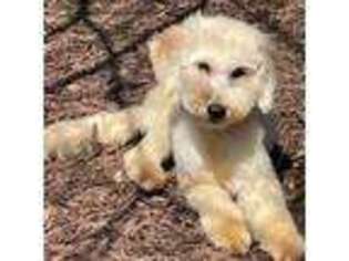 Goldendoodle Puppy for sale in Ingleside, IL, USA
