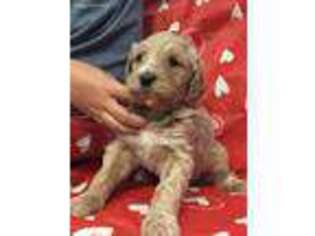 Goldendoodle Puppy for sale in Kenner, LA, USA