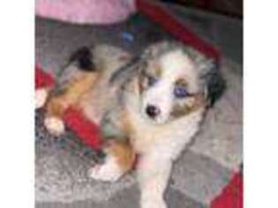 Australian Shepherd Puppy for sale in Puyallup, WA, USA