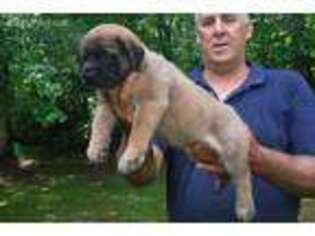 Mastiff Puppy for sale in Martville, NY, USA