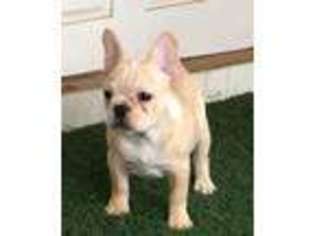 French Bulldog Puppy for sale in Hackett, AR, USA