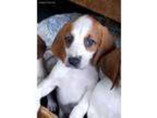 American Foxhound Puppy for sale in Forest, VA, USA