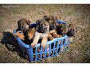 German Shepherd Dog Puppy for sale in Paducah, KY, USA