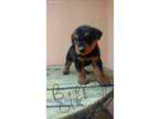 Airedale Terrier Puppy for sale in Nunn, CO, USA