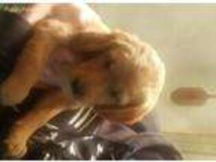 Golden Retriever Puppy for sale in Little Suamico, WI, USA
