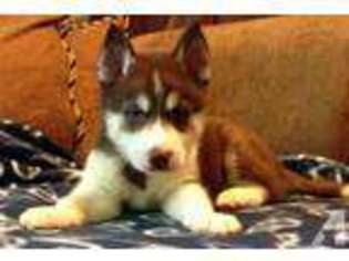 Siberian Husky Puppy for sale in ROMNEY, WV, USA
