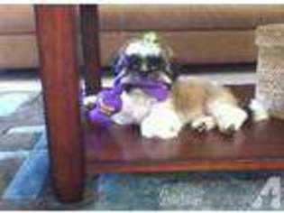 Mutt Puppy for sale in STAR PRAIRIE, WI, USA