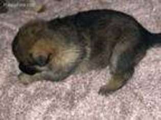 German Shepherd Dog Puppy for sale in Uniontown, PA, USA
