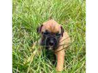 Boxer Puppy for sale in Dunnellon, FL, USA