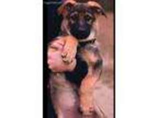 German Shepherd Dog Puppy for sale in Medford, NY, USA