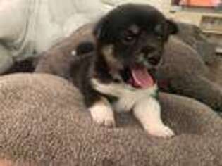 Shiba Inu Puppy for sale in Largo, FL, USA