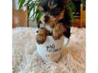 Yorkshire Terrier Puppy for sale in Elkton, KY, USA