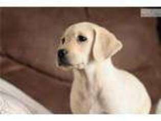 Labrador Retriever Puppy for sale in Minneapolis, MN, USA