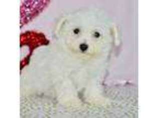 Bichon Frise Puppy for sale in Anderson, MO, USA