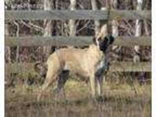 Anatolian Shepherd Puppy for sale in Manvel, ND, USA