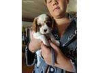 Cavalier King Charles Spaniel Puppy for sale in Wishram, WA, USA