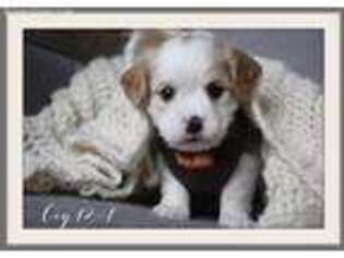 Cavapoo Puppy for sale in Center Ridge, AR, USA