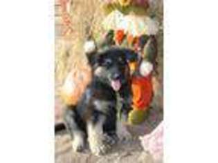 German Shepherd Dog Puppy for sale in PORT CRANE, NY, USA
