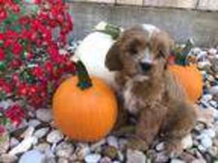Cavapoo Puppy for sale in Greenville, TX, USA