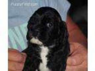Cocker Spaniel Puppy for sale in Wolfforth, TX, USA