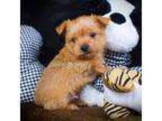 Silky Terrier Puppy for sale in Holly Ridge, NC, USA
