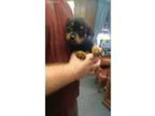 Rottweiler Puppy for sale in Halifax, VA, USA