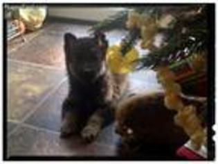 Mutt Puppy for sale in Masontown, PA, USA