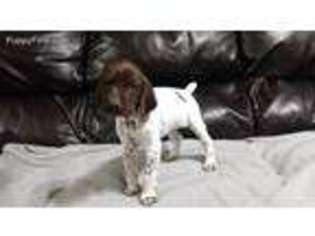 German Shorthaired Pointer Puppy for sale in Delevan, NY, USA