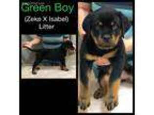 Rottweiler Puppy for sale in Piney Flats, TN, USA