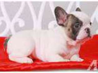 French Bulldog Puppy for sale in ASHLAND, MA, USA