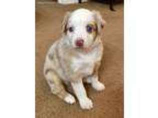 Miniature Australian Shepherd Puppy for sale in Blanket, TX, USA