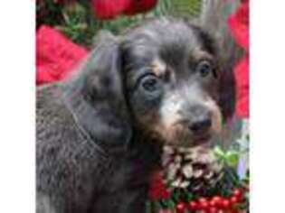 Dachshund Puppy for sale in Mountain Home, AR, USA