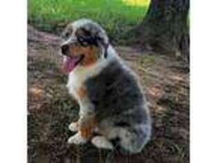 Australian Shepherd Puppy for sale in Jones, OK, USA