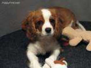 Cavalier King Charles Spaniel Puppy for sale in Vian, OK, USA